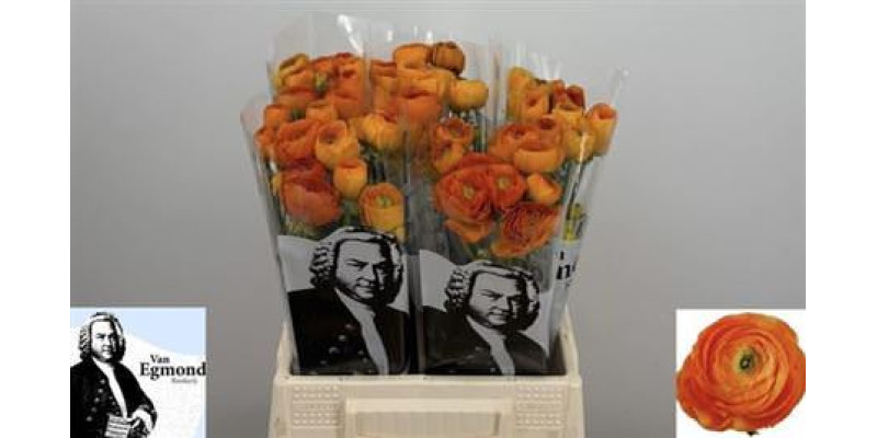 Ranunculus El Orange N L 45 cm A1
