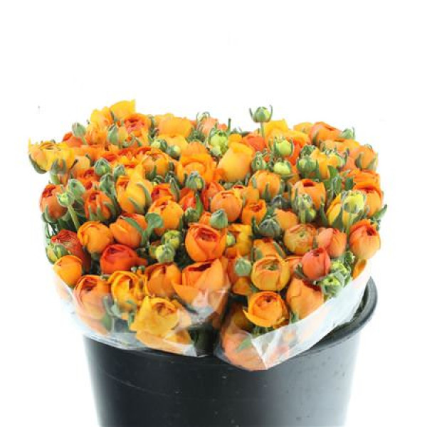 Ranunculus El Sr Orange Extra 40 cm A1