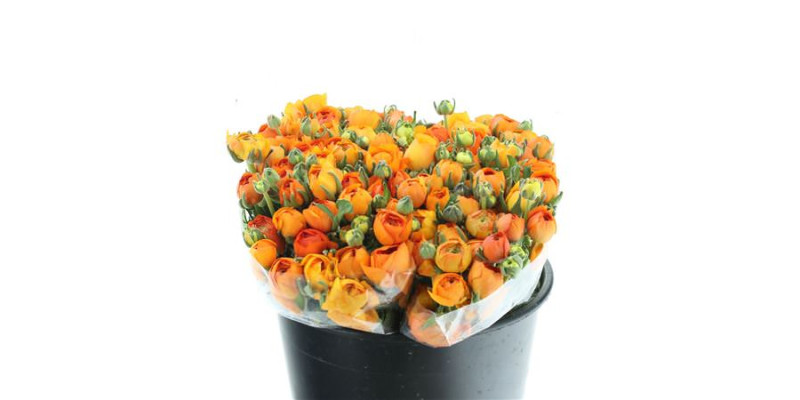 Ranunculus El Sr Orange Extra 40 cm A1