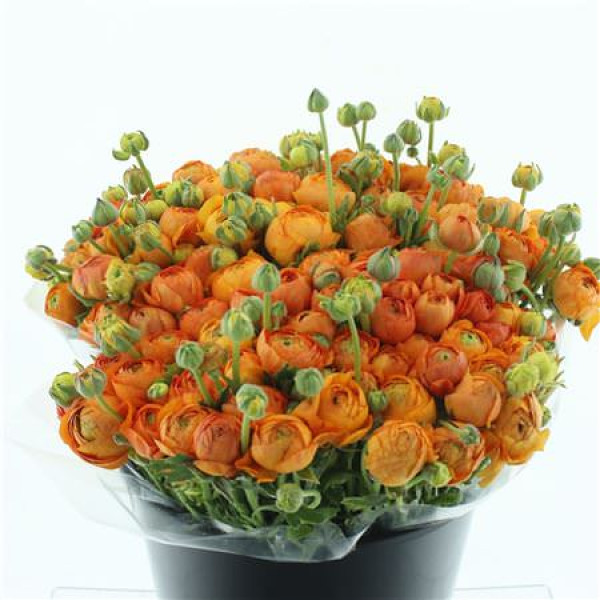 Ranunculus El Sr Orange Super 40 cm A1