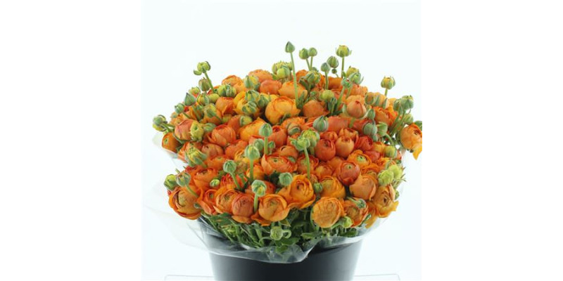 Ranunculus El Sr Orange Super 40 cm A1
