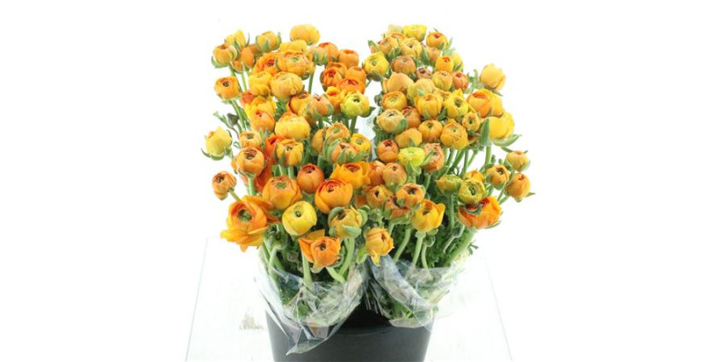 Ranunculus El Orange 45 cm A1