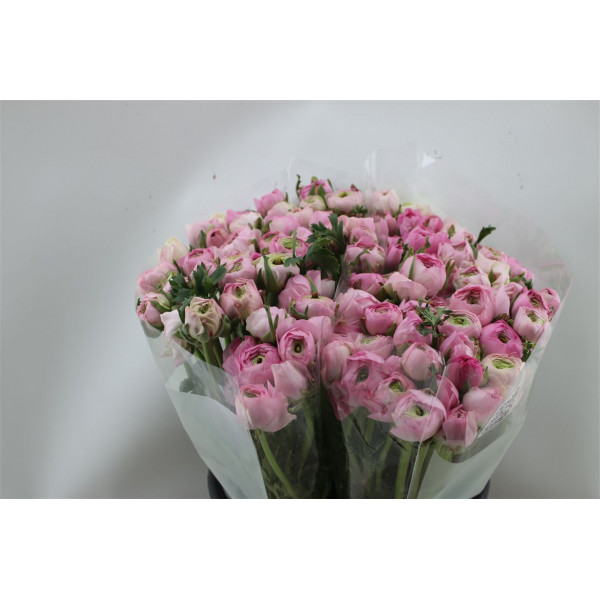 Ranunculus El Pink 45cm  Col-Pink