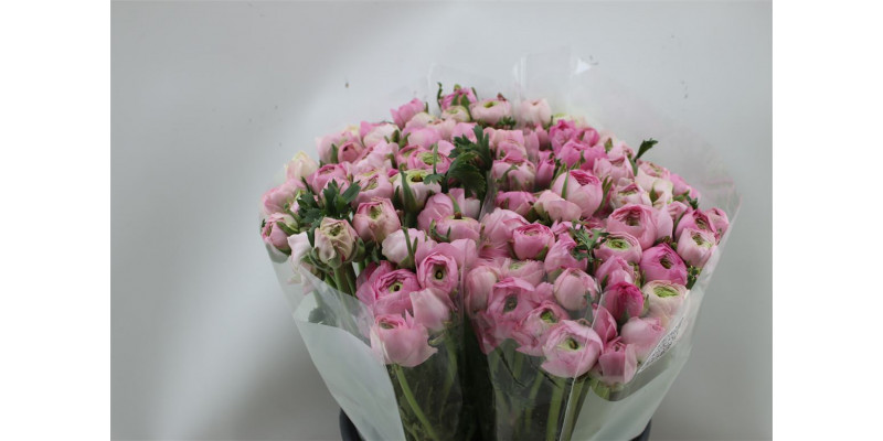 Ranunculus El Pink 45cm  Col-Pink