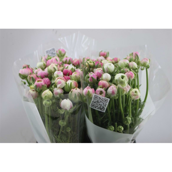 Ranunculus El Pink Striato 45cm A1 Col-Pink