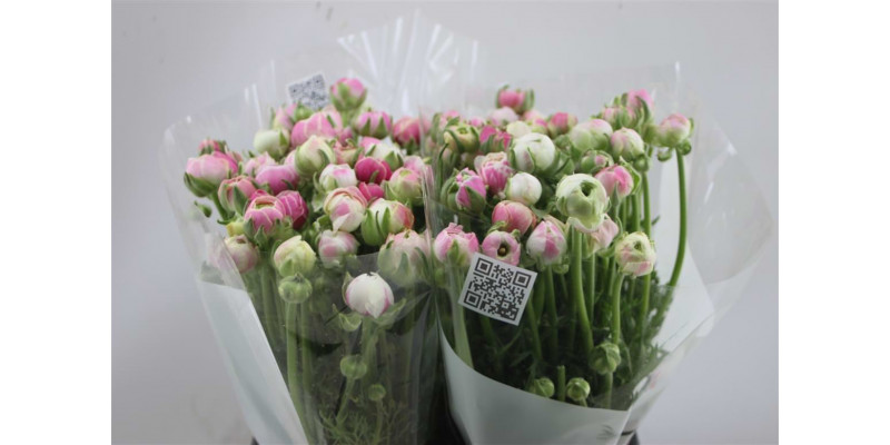 Ranunculus El Pink Striato 45cm A1 Col-Pink