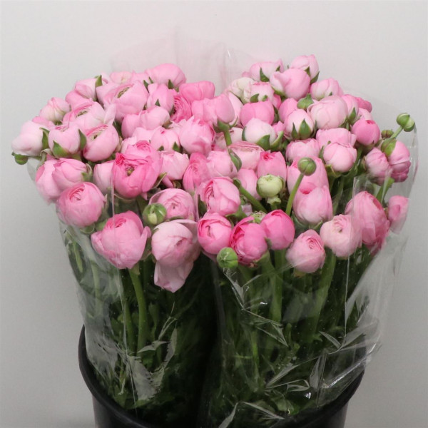 Ranunculus El Pink Extra 40cm A1