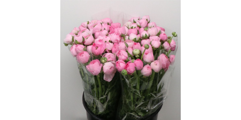 Ranunculus El Pink Extra 40cm A1