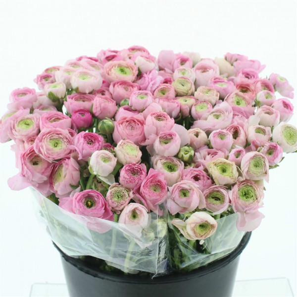 Ranunculus Bulbilli Soft Pink Extra 40cm A1