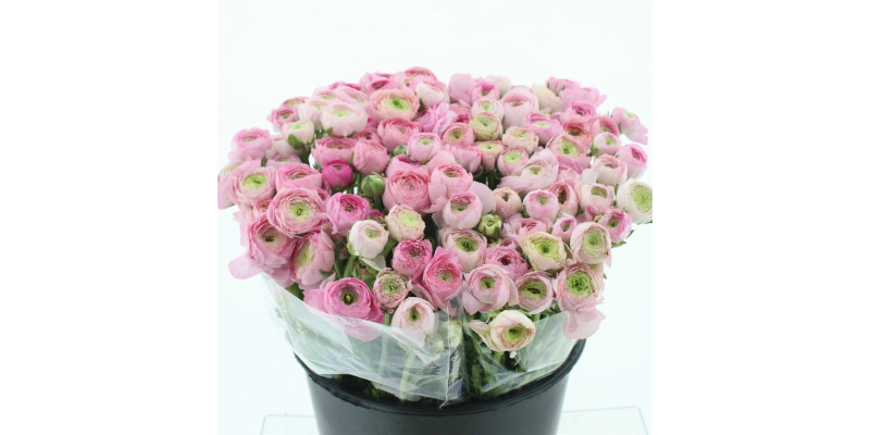 Ranunculus Bulbilli Soft Pink Extra 40cm A1