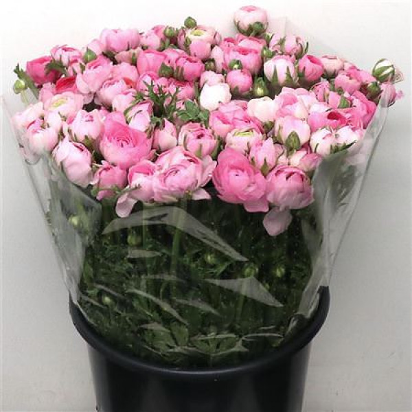 Ranunculus El Pink Extra 45cm A1