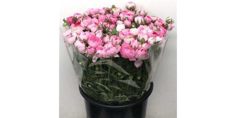 Ranunculus El Pink Extra 45cm A1