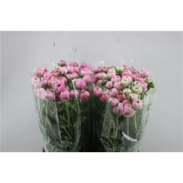 Ranunculus Elegance Pink 45cm A1