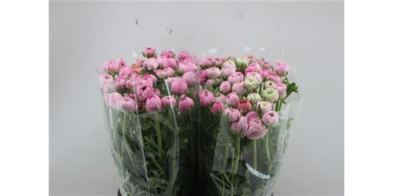 Ranunculus Elegance Pink 45cm A1