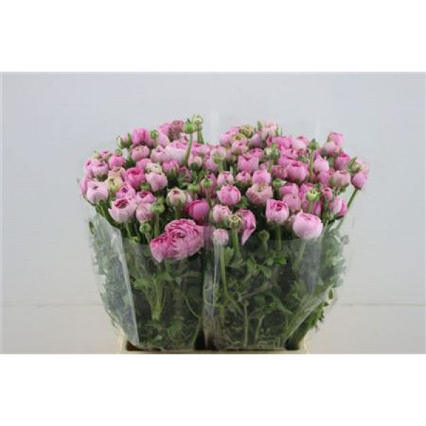 Ranunculus El Pink 45cm A1