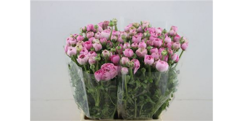 Ranunculus El Pink 45cm A1