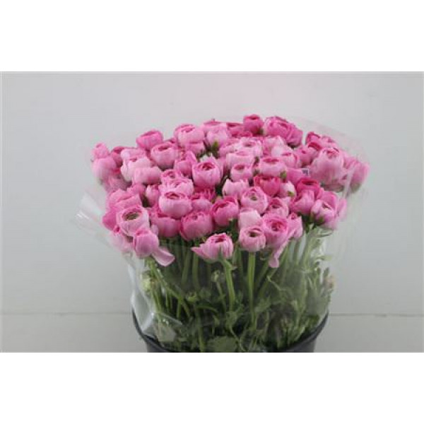 Ranunculus Elegance Pink 45cm A1