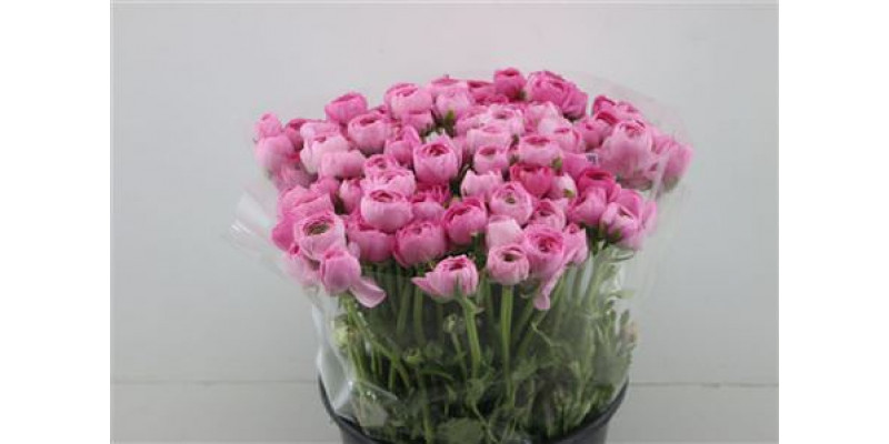 Ranunculus Elegance Pink 45cm A1