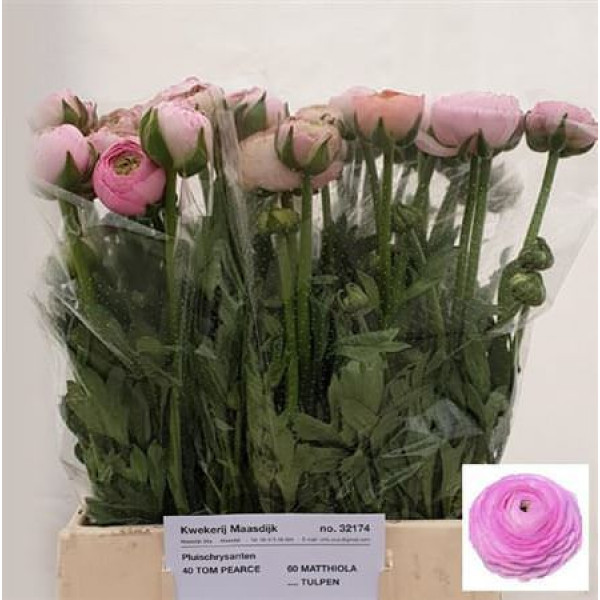 Ranunculus El Pink Anemones/ Ranuncles A1