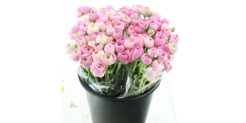 Ranunculus El Pink 40 cm A1