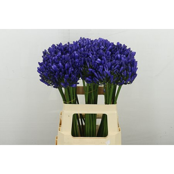 Agap Eyfori Blue 60 cm A1