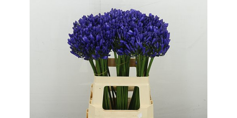 Agap Eyfori Blue 60 cm A1