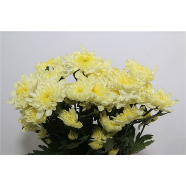 Chrysanthemums T Zembla Cream 70cm A1