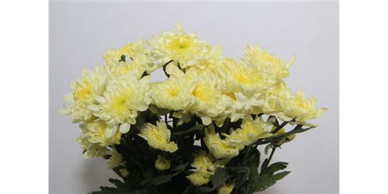 Chrysanthemums T Zembla Cream 70cm A1