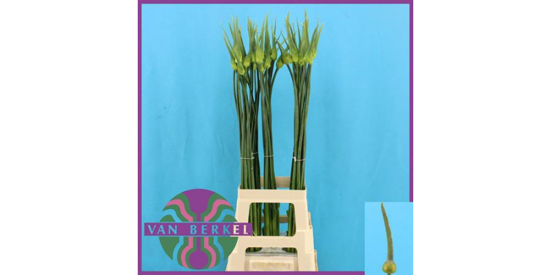 Allium Cepa Judith 90cm A1