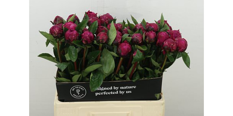 Peonies L Red Sarah Bernhardt 60 cm  A1