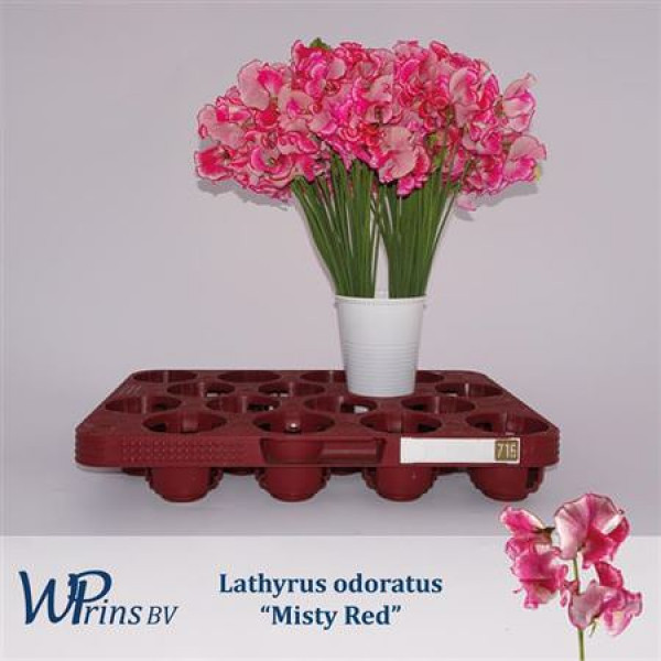Lathyrus Mist Red 40cm A1