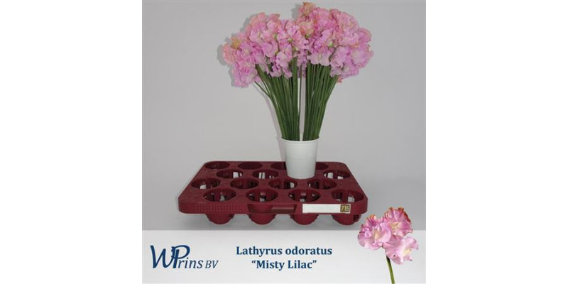 Lathyrus Mist Lilac 40cm A1