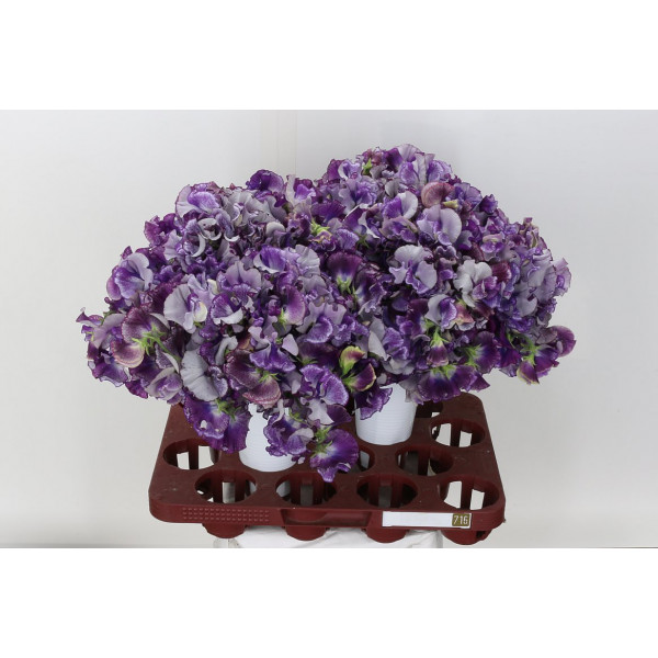 Lathyrus Mist Purper 40cm A1 Col-Purple