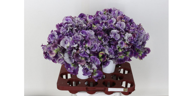 Lathyrus Mist Purper 40cm A1 Col-Purple