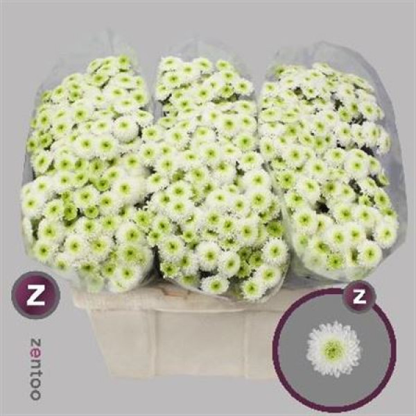 Chrysanthemums San Ferry 55cm A1 Col-White