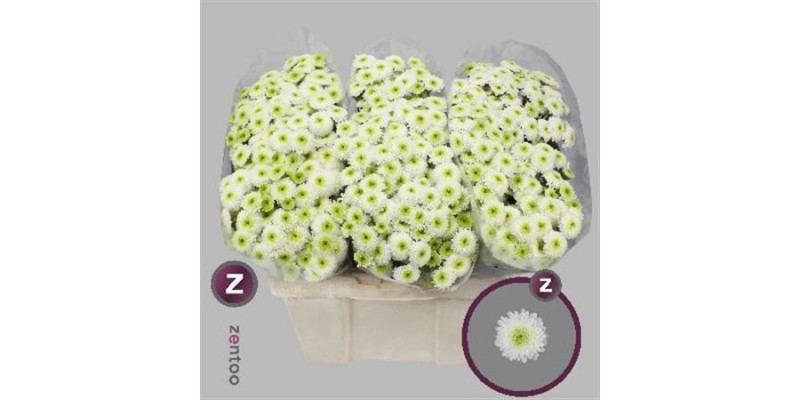 Chrysanthemums San Ferry 55cm A1 Col-White