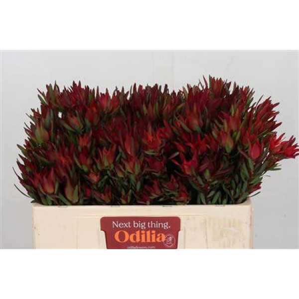 Leucadendron Blush Spray 50cm A1