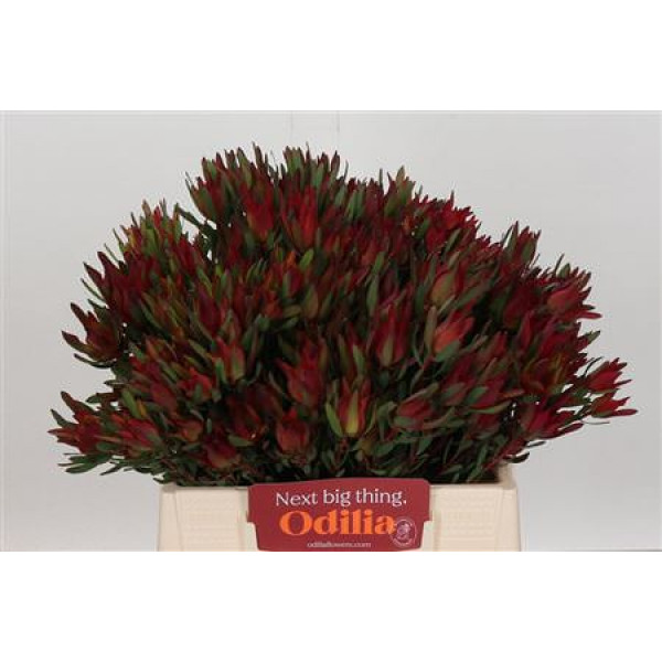 Leucadendron Blush Spray 40cm A1