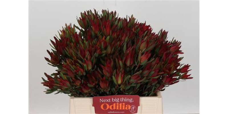 Leucadendron Blush Spray 40cm A1