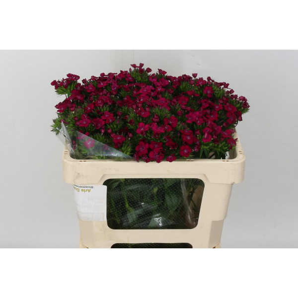 Dianthus Barb Am Neon Cher 80cm A1 Col-Cerise