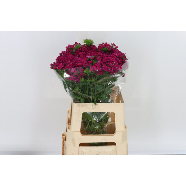 Dianthus Barb Am Neon Cher 60cm A1 Col-Cerise