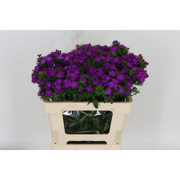 Dianthus Barb Am Neon Purp 80cm A1 Col-Purple