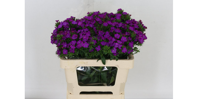 Dianthus Barb Am Neon Purp 80cm A1 Col-Purple