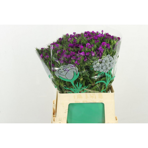 Dianthus Barb Am Neon Purp 60cm A1 Col-Purple