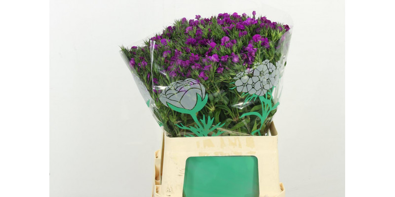 Dianthus Barb Am Neon Purp 60cm A1 Col-Purple