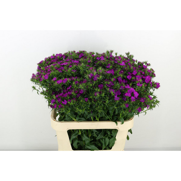 Dianthus Barb Am Neon Purp 80cm A1 Col-Purple