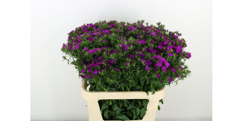 Dianthus Barb Am Neon Purp 80cm A1 Col-Purple