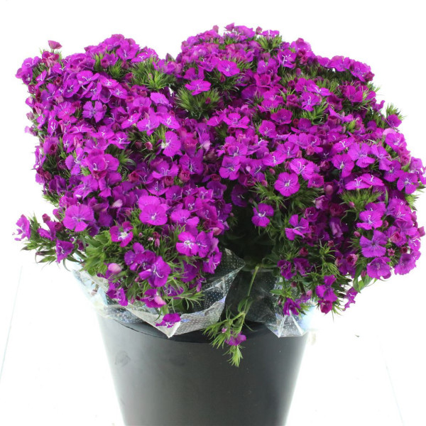 Dianthus Barb Amazon Purple Super 40 cm 