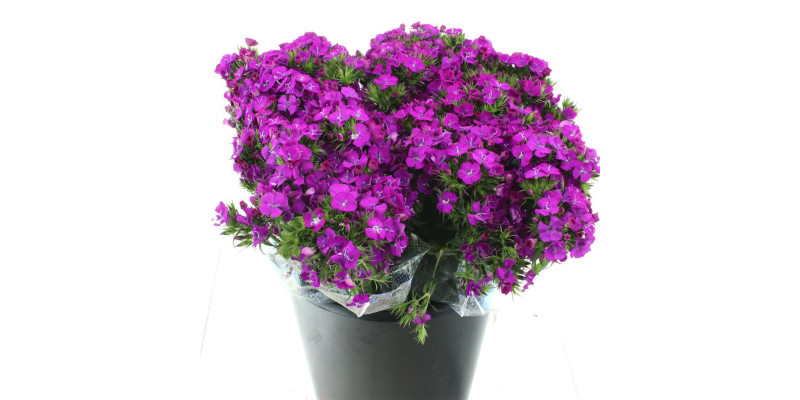 Dianthus Barb Amazon Purple Super 40 cm 