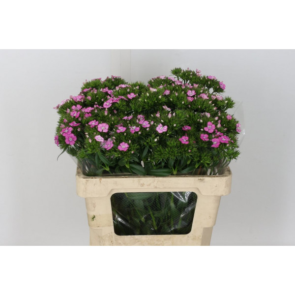 Dianthus Barb Am Rose 55cm A1 Col-Pink